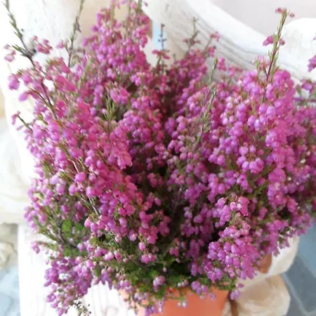 La Lumachella Bed and breakfast