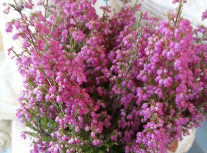 La Lumachella Bed & Breakfast